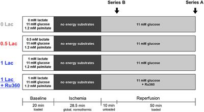 Pre-ischemic Lactate Levels Affect Post-ischemic Recovery in an <mark class="highlighted">Isolated Rat Heart</mark> Model of Donation After Circulatory Death (DCD)